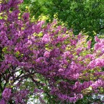 Giardini Margherita a primavera